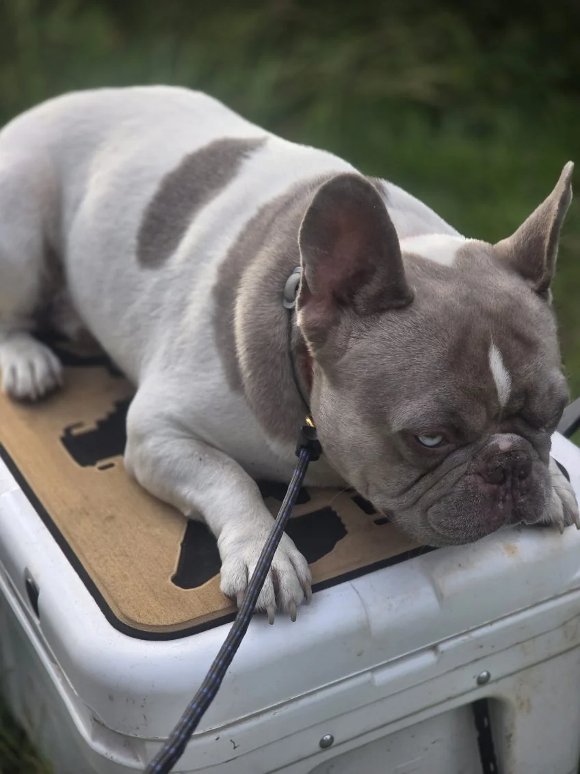 Dog holding a calm down on a raised training cot