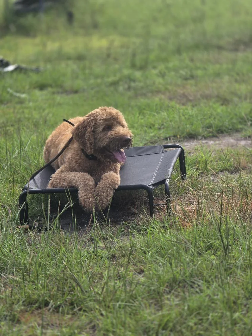 Dog practicing a calm place on a raised cot at the farm