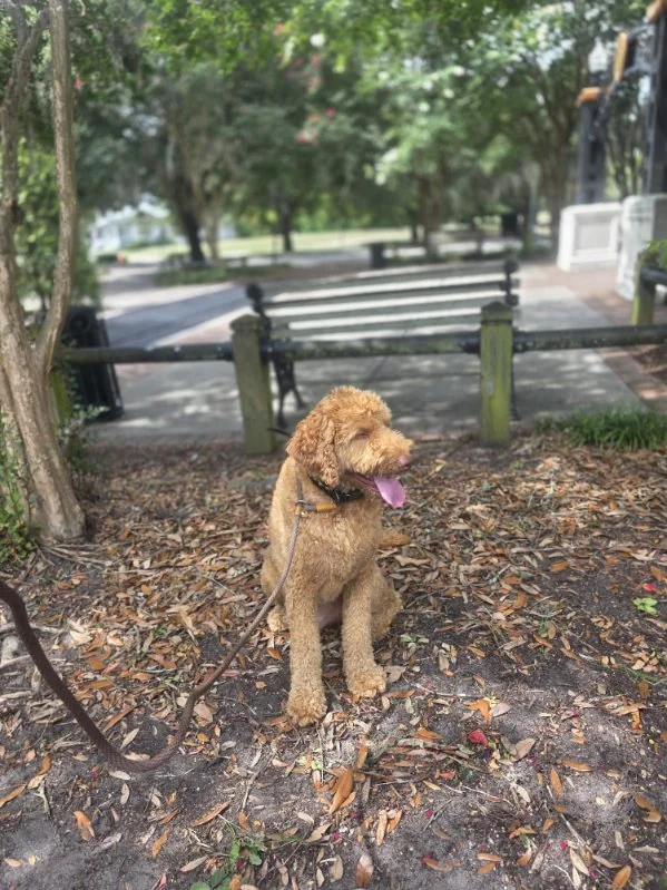 Golden retriever practicing a sit outdoors near a public walkway