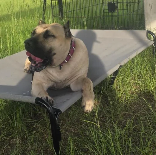 Powerful guardian breed dog resting on a raised cot outdoors