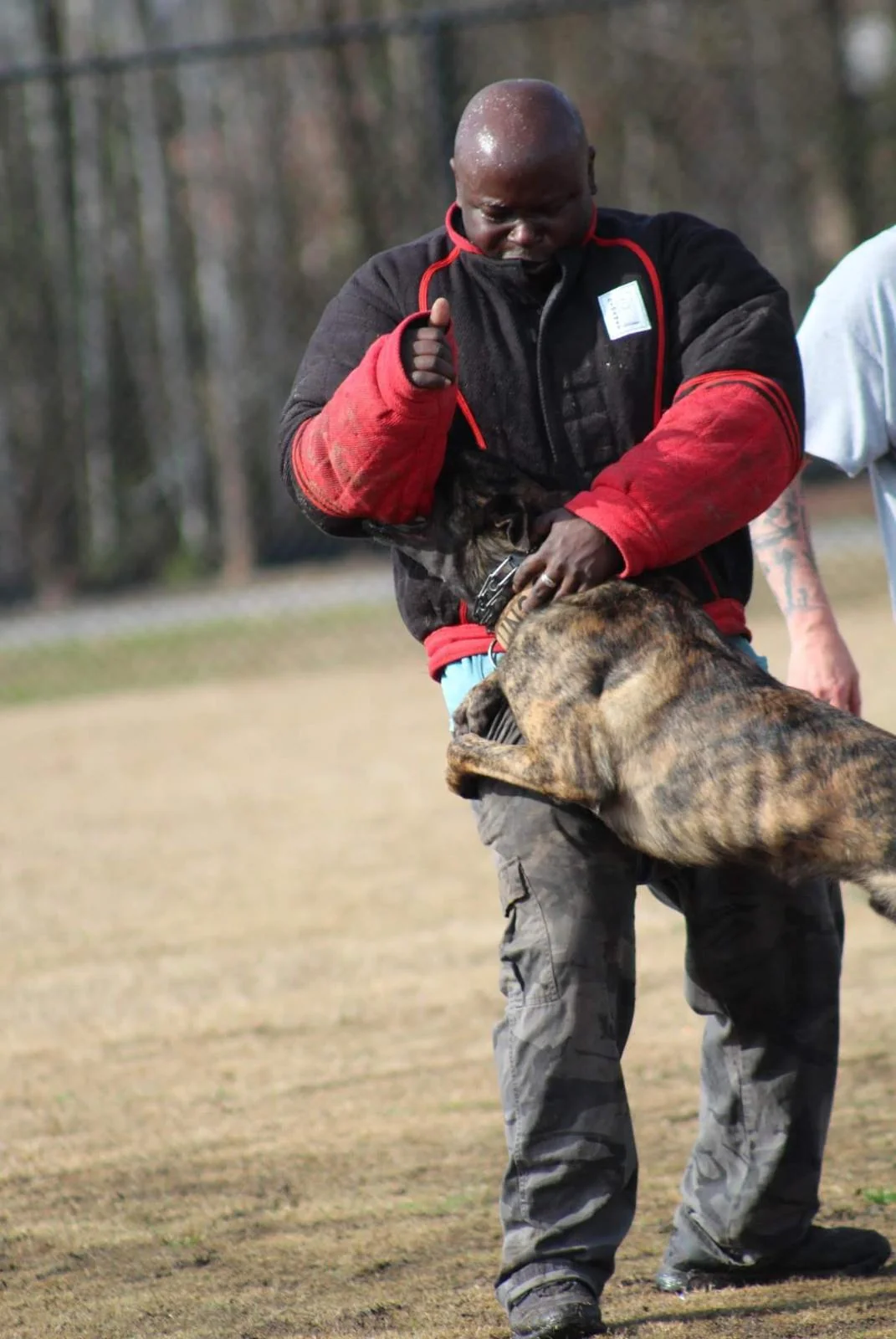 Don White working with an airborne brindle Dutch Shepherd in a bite jacket