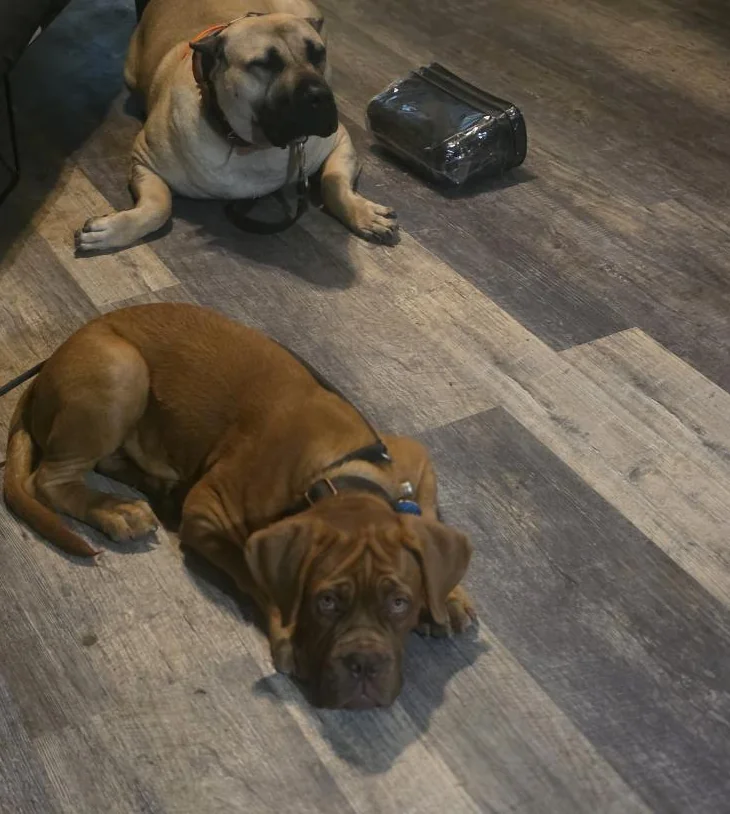 Two dogs resting on the floor inside a home