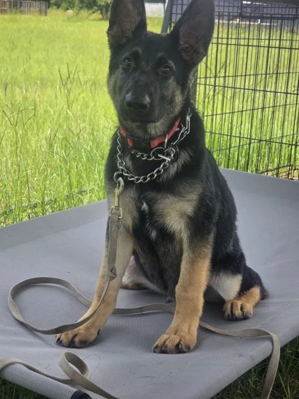 Young German Shepherd sitting attentively on a raised training cot