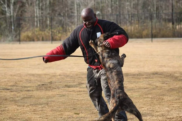 Don White providing structured working-dog training in a bite jacket